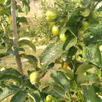 فروش باغ در جعفر آباد .چشمه کبود|فروش خانه و ویلا|سیوان, |دیوار