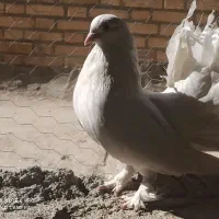 کبوتر زینتی