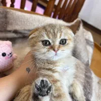 اسکاتیش ماربل گلد|گربه|رشت, گلسار|دیوار