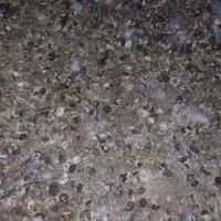کود کبوتر