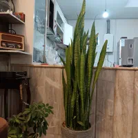 گل سانسوریا