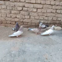 کبوتر زمینی نوکریز|پرنده|نهاوند, |دیوار