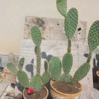 ۴ عدد کاکتوس نایاب