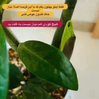 قرص کود|گل و گیاه طبیعی|تهران, افسریه جنوبی|دیوار
