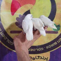 کوتوله برزیلی فیشر سفید آلبینو چشم قرمز سرخ|پرنده|قم, شهرک قدس|دیوار