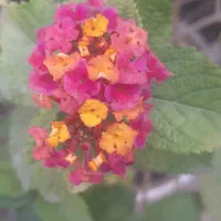 ویژه خانم های خونه دار