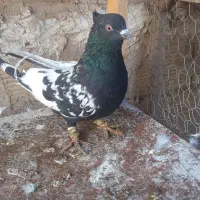 کفتر جوجه آلمانی و رنگه|پرنده|مشهد, شهید آوینی|دیوار