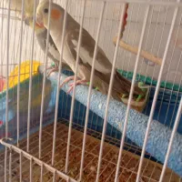 طوطی|پرنده|کنگاور, |دیوار