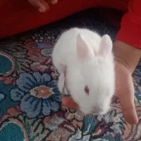 بچه خرگوش دوس داشتنی