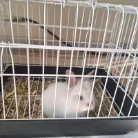 خرگوش کوچولوی خوشگل