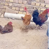 مرغ و خروس