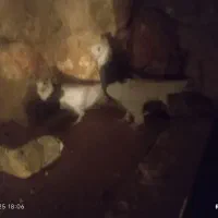 فروش کفتر عتیقه پلاکی بهبهانی|پرنده|سپیدان, |دیوار