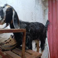 کهره ماده|حیوانات مزرعه|شیراز, کوشک بیدک|دیوار