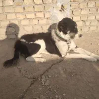 سگ درشت|سگ|قوچان, |دیوار