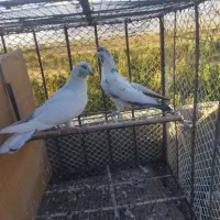 کبوتر|پرنده|بهارستان, |دیوار