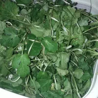 چوچاق و سبزی محلی وترشی|خوردنی و آشامیدنی|رشت, رودبارتان|دیوار