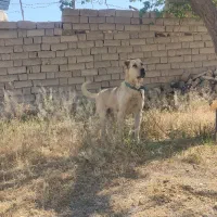 سگ سرابی اصیل
