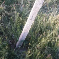 پایه درخت انگور