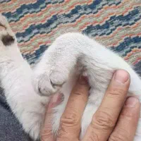 گمشده|گربه|اردکان, |دیوار