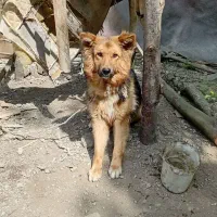 سگ ژرمن شپر یک ساله