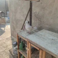 کبوتر|پرنده|ری, شهید غیوری (ابن باویه)|دیوار