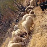 گوسفند جهت فروش|حیوانات مزرعه|لوداب, |دیوار