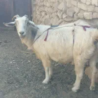 بز شیری بافت