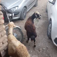 دو تا نر بره درجه یک