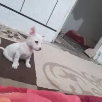 سگ شیواوانر|سگ|دزفول, |دیوار