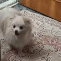 واگذاری پامر نر و ماده|سگ|تهران, تهرانسر غربی|دیوار