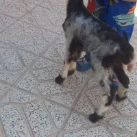 بره شیری بروجردی ماده بز بزغاله نربز قوچ|حیوانات مزرعه|خلیل آباد, |دیوار