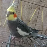 عروس هلندی نر سخنگو