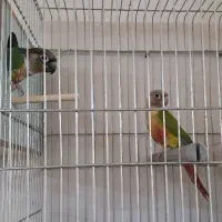 یک جفت طوطی گیرینحیک نر و ماده