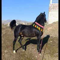 جهت هماهنگی کشش مادیان فروشی نیست