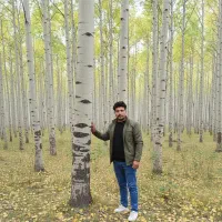 سرمایه‌گذاری سبز با نــهـال صـنوبر