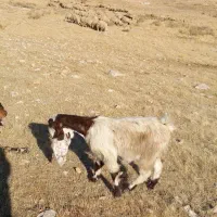 بزغاله داشتیدرجه یک|حیوانات مزرعه|سرپل ذهاب, |دیوار