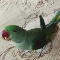 شاه توتی