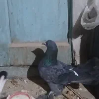 کبوتر جوجه نرو ماده