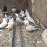 کفتر|پرنده|آران و بیدگل, |دیوار