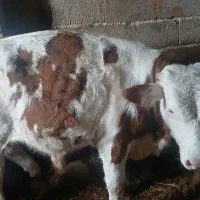 گاو سمینتال اصل|حیوانات مزرعه|مشگین شهر, |دیوار