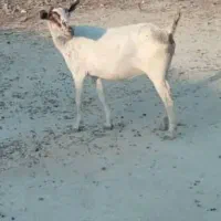 کهره اغوس ومیش|حیوانات مزرعه|قشم, |دیوار