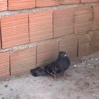 کبوتر تک پر