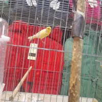 قناری نر میخونه صبح شب میخونه|پرنده|کرمان, |دیوار