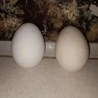تخم غاز