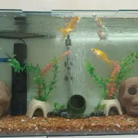 آکواریوم با ماهی