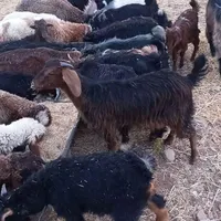 فروش ومعاوزه بزغاله با گاو شیری یا گوسفند خوب|حیوانات مزرعه|دزفول, |دیوار