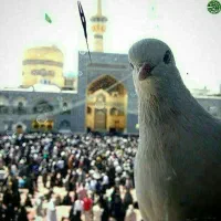 تور زمینی مشهد مقدس باقطار