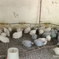 مرغ خروس شاخدار