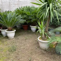 سیکاس ، یوکا ، آگاو ، پالم فیلیفرا