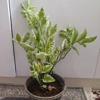 گل طبیعی|گل و گیاه طبیعی|خوی, |دیوار